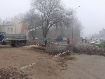 Почему деревья возле центрального рынка в Мелитополе пошли под снос (фото)