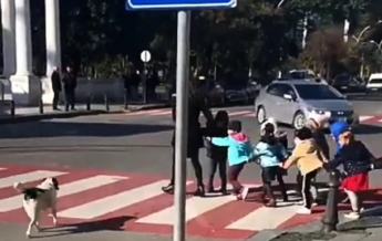 Пес перевел детей через дорогу и облаял водителей (фото, видео)