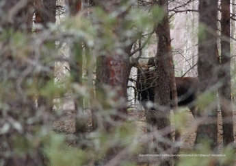 В Чернобыльской зоне заметили редких животных: впечатляющие фото и видео