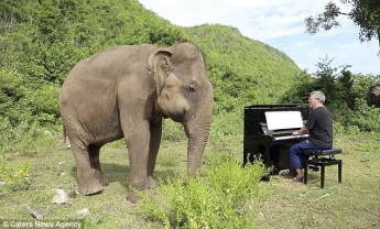 Пианист играет музыку, чтобы успокоить слепых слонов (видео)