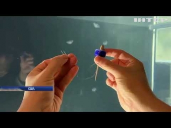 У США вчені оснастили медуз високотехнологічними протезами (вiдео)