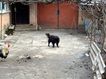 Шарик не в восторге: опубликованы фото собаки, которым нардеп предлагал оплатить коммуналку