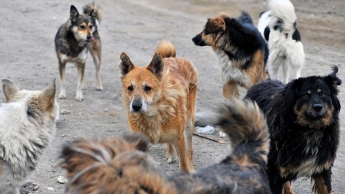 Живут там, где кормят - стая собак терроризирует целый район города (видео)
