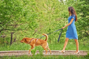В Запорожье в «Дубовке» обнаружили молодую женщину, потерявшую память, с собакой (ФОТО)