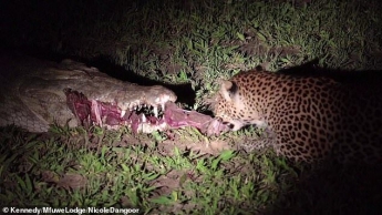 Леопард выхватил из пасти крокодила добычу и выжил: момент попал на видео