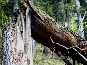 На мужчину в Запорожье упало дерево