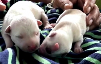 В Таиланде родился щенок-циклоп (видео)