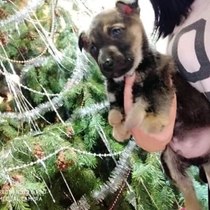 У шестилапого щенка из Запорожья появилась страница в инстаграм (видео)
