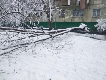 В Мелитополе за сутки в многоэтажках упало больше десятка деревьев (фото)