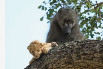 В Южной Африке бабуин и львенок повторили сцену из "Короля льва" (видео)