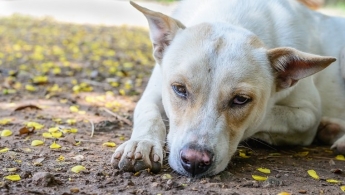 «Старая и слепая»: в Запорожье нелюди выбросили собаку в мусорный бак