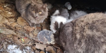 В Запорожье кошка заменила мать чужим котятам (фото)