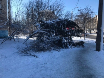 Старшая по дому не дает срубить упавшее дерево (фото)