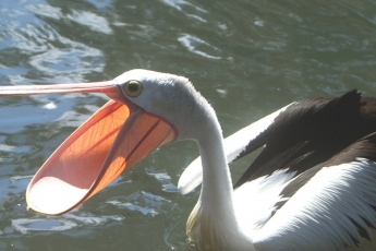 Нахальный пеликан ограбил рыбака средь бела дня (видео)