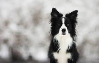 В Запорожье пес охраняет лежащего в снегу хозяина (видео)