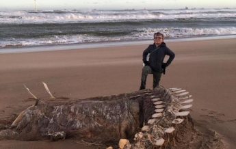 В Шотландии на берег выбросило скелет 