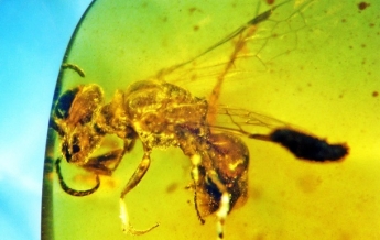 Ученые нашли пчелу в янтаре возрастом 100 млн лет (фото)