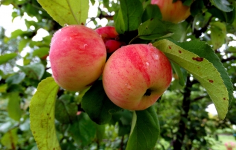Почему мелитопольские садоводы яблоки и груши выращивают неохотно
