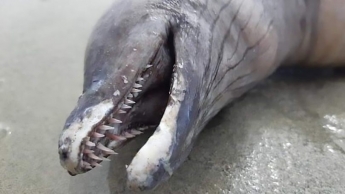 Без глаз, но головой дельфина: в Мексике нашли загадочное существо