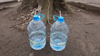 В Мелитополе доят клены - как это выглядит и зачем нужен сок (фото)