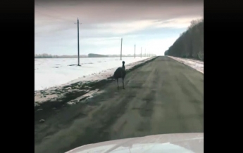 В России сняли бежавшего по зимней дороге страуса (видео)