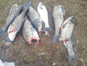 В Запорожье в Днепре обнаружили изуродованную рыбу (ФОТО, ВИДЕО)