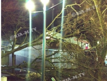В Мелитополе ураганом снесло дерево (фото, видео)