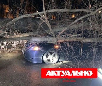 В Запорожье на автомобиль упало дерево и столб электропередачи (ВИДЕО)