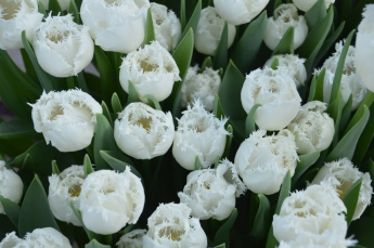 В Мелитополе к женскому празднику организуют 8 цветочных рынков