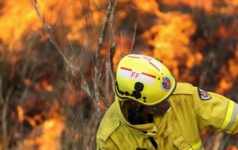 В Австралии из-за пожаров полностью исчез один из видов животных