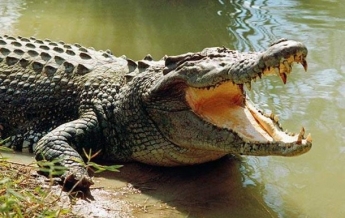 Огромный крокодил съел корову на глазах у туристов (видео)