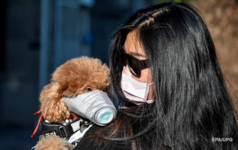 В Гонконге домашнюю собаку отправили на карантин