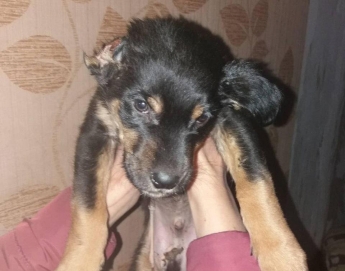 В Сумской области живодер отрезал щенку хвост и ухо (фото 18+)