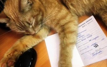 Кота официально трудоустроили в библиотеке