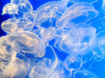 Вылечат от коронавируса? В сети разгоняют чудодейственные свойства медуз в Азовском море
