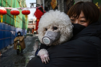 Креативная паника: маски от коронавируса для собак, чудо-шляпы и отвары из Тибета (фото)