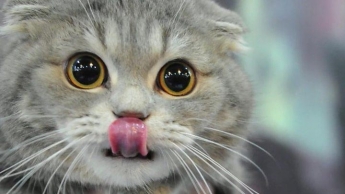Курьезы. В сети набирает просмотры кошка с необычным пристрастием в еде (видео)