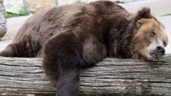 В зоопарке Киева медведи Потап и Настя проснулись после зимней спячки