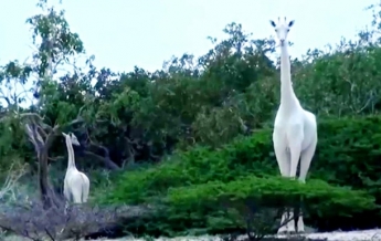 Браконьеры убили двух уникальных белых жирафов (видео)