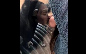 Шимпанзе попытался поцеловать туристку в губы