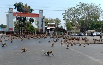 Сотни голодных обезьян устроили драку в Таиланде (видео)