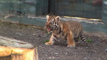 Родившегося в Одесском зоопарке тигренка впервые показали людям. Умилительное видео