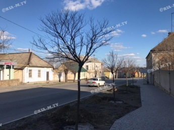 В Мелитополе вдоль отремонтированных улиц высаживают взрослые деревья (фото)
