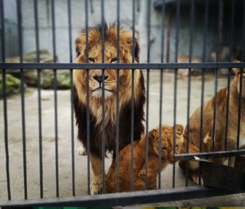 Львы и медведи в Васильевском зоопарке нуждаются в нашей помощи