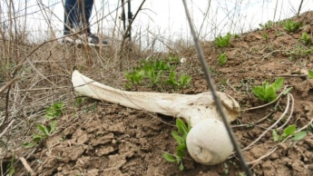 В Бердянске нашли груды человеческих костей (фото)