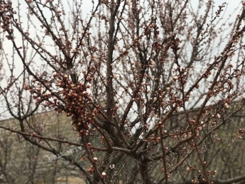 В Мелитополе абрикос бьет рекорд по раннему цветению (фото)