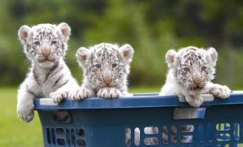 В зоопарке в Запорожской области появились на свет белые тигрята