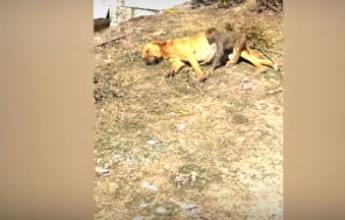 Собака приняла "в семью" осиротевшую обезьянку: видео