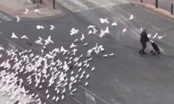 В Испании голодные птицы нападают на прохожих: видеофакт