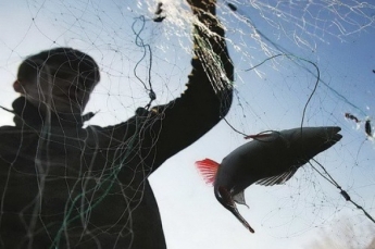 За шесть рыбин браконьер заплатит 8 тысяч гривен